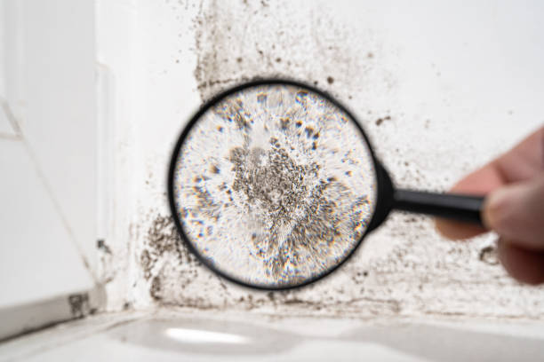 Best Black Mold Removal  in Panama City, FL